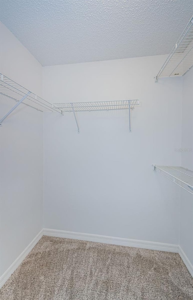 spacious closet featuring carpet floors