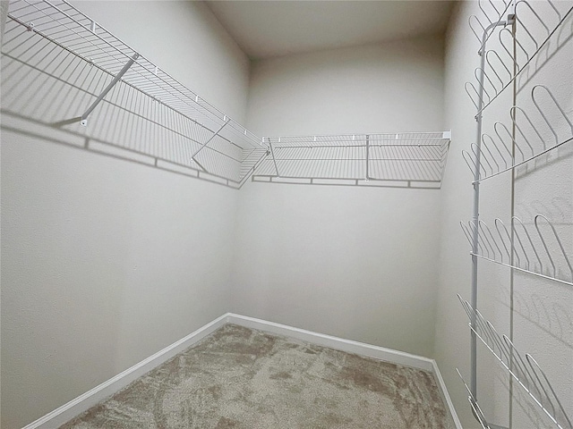 walk in closet with carpet flooring