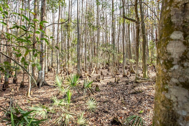 view of local wilderness