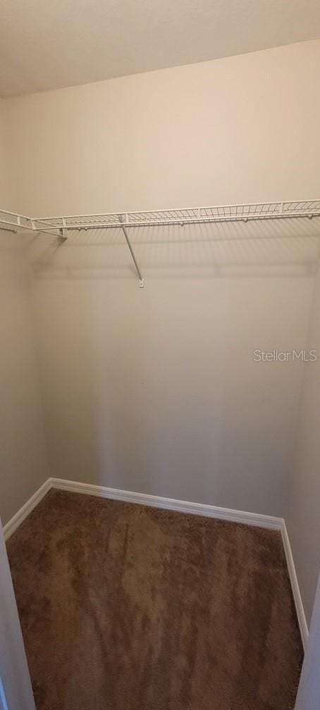 spacious closet featuring carpet flooring