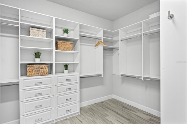 3130 Forsythia Dr, Odessa, FL 33556 - walk in closet with light wood-style flooring
