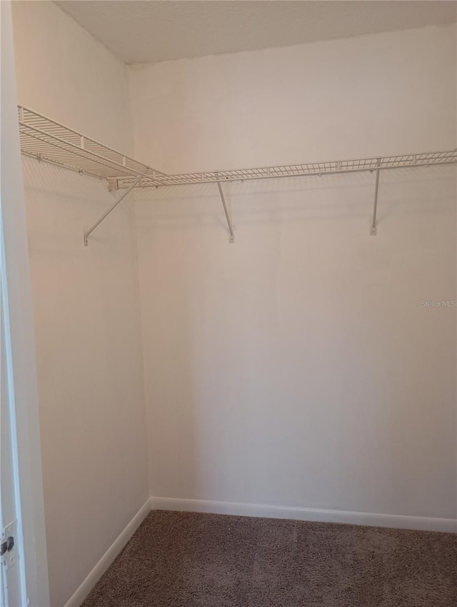 spacious closet featuring carpet