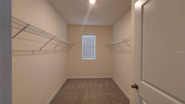 walk in closet featuring carpet flooring