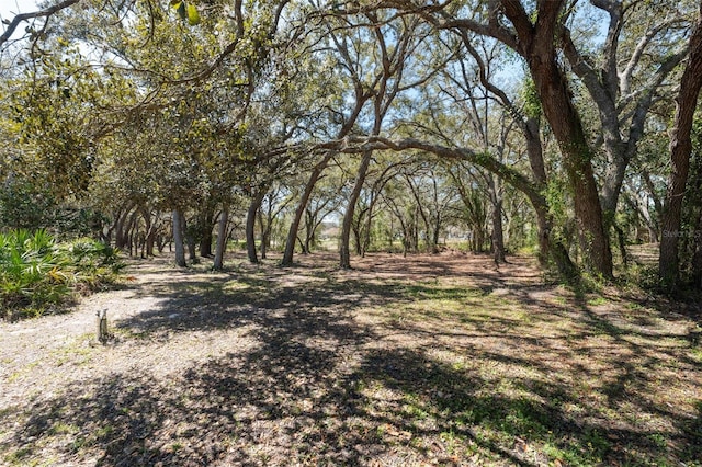 view of local wilderness