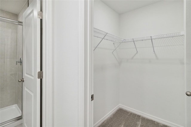 walk in closet with carpet flooring