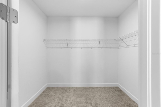 walk in closet featuring carpet