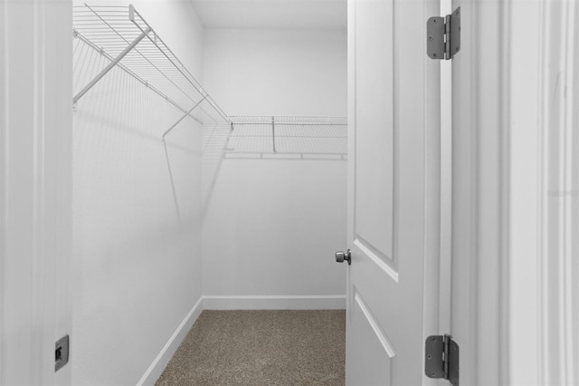 walk in closet featuring carpet flooring