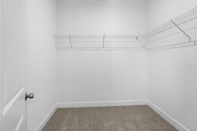 walk in closet with carpet floors