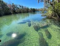 54 Daisy St, Homosassa, FL 34446 - photo 61