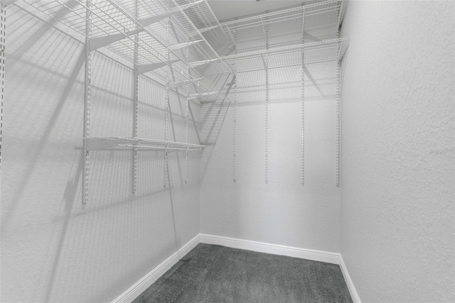 walk in closet with carpet flooring