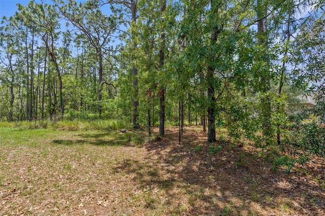 view of woods