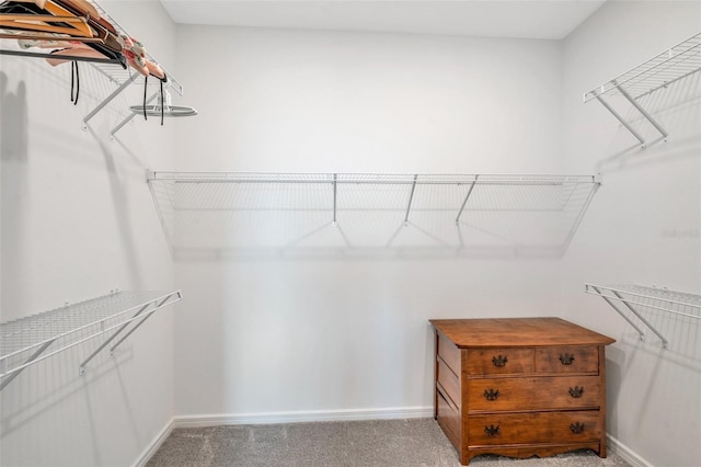8431 Ocean Tides Cv, Parrish, FL 34219 - walk in closet featuring light colored carpet