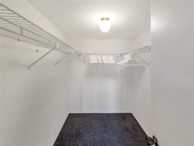 5627 Ferguson Ct Unit 1303, New Port Richey, FL 34652 - walk in closet featuring carpet flooring