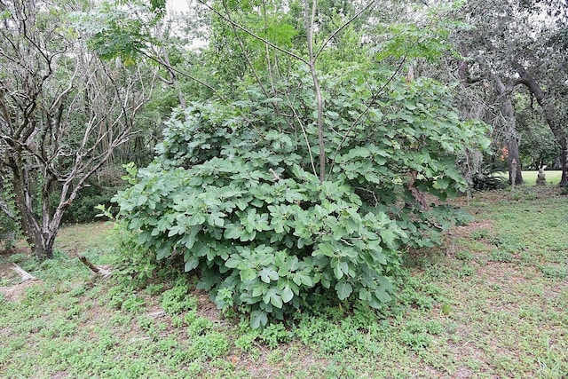 11364 Orangewood Ct, Spring Hill, FL 34609 - view of nature