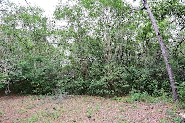 11364 Orangewood Ct, Spring Hill, FL 34609 - view of woods