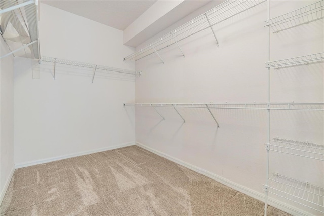 12027 Yellow Finch Ln, Trinity, FL 34655 - walk in closet with carpet floors