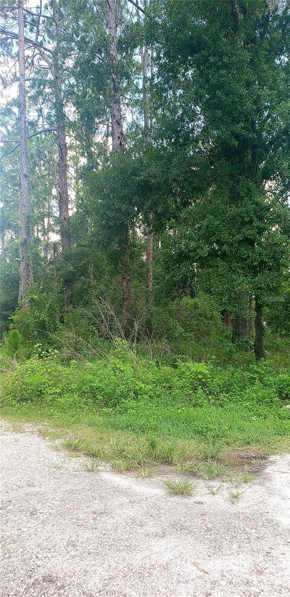 TBD Ladd Ave, New Port Richey, FL 34654