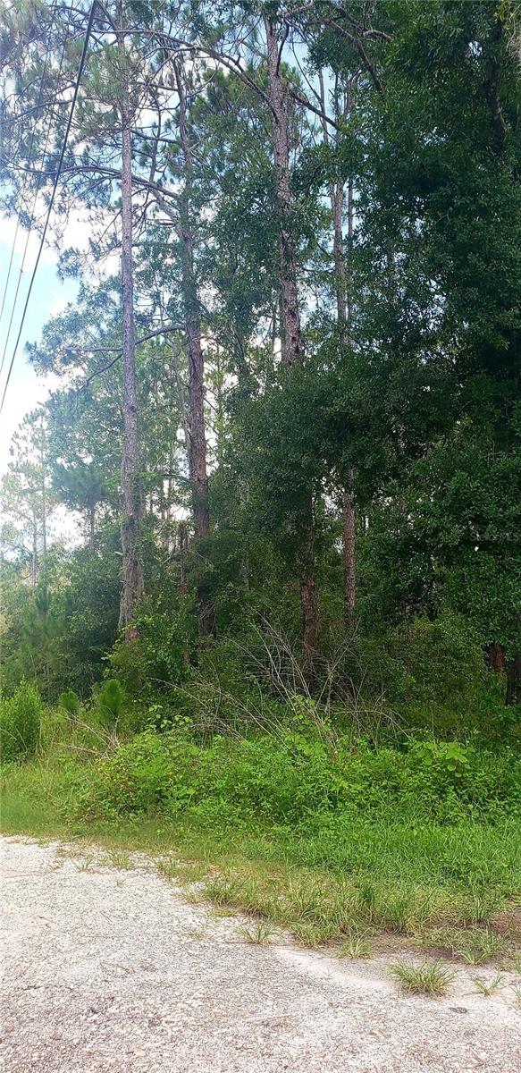 TBD Ladd Ave, New Port Richey, FL 34654