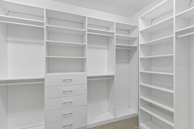16874 Balance Cv, Land O Lakes, FL 34638 - walk in closet with carpet flooring