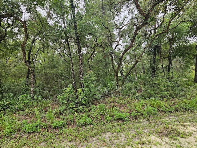 7118 Norway St, Webster, FL 33597 - photo 3