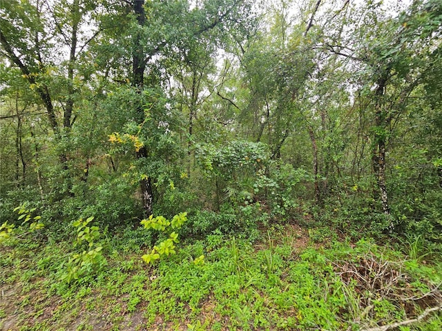 7118 Norway St, Webster, FL 33597 - photo 4