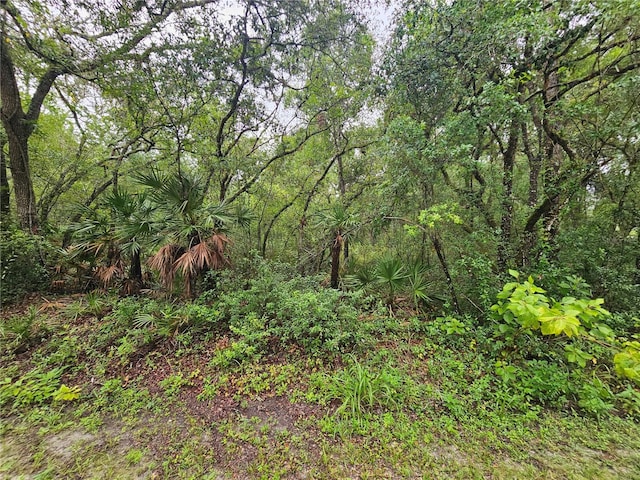 7118 Norway St, Webster, FL 33597 - photo 8