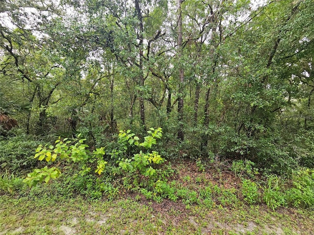 7118 Norway St, Webster, FL 33597 - photo 9