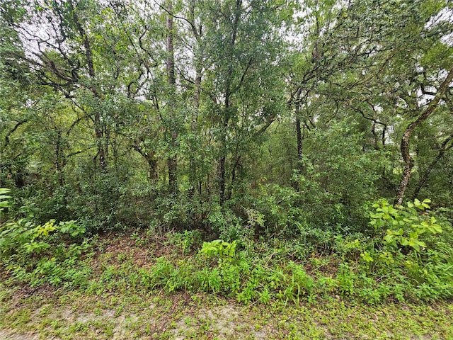 7118 Norway St, Webster, FL 33597 - photo 10