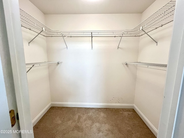 walk in closet featuring carpet floors