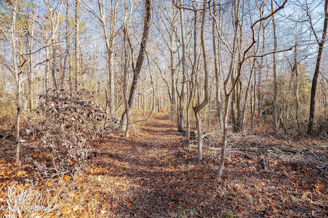 view of local wilderness