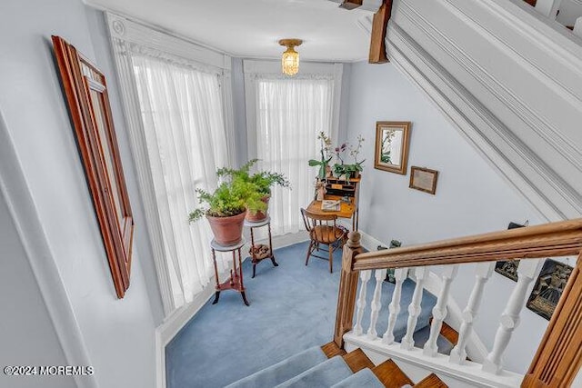 stairs featuring carpet flooring