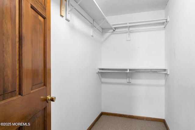 walk in closet featuring carpet floors