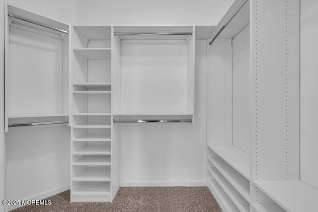 spacious closet with carpet