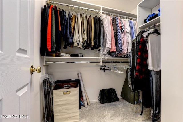 spacious closet featuring carpet flooring