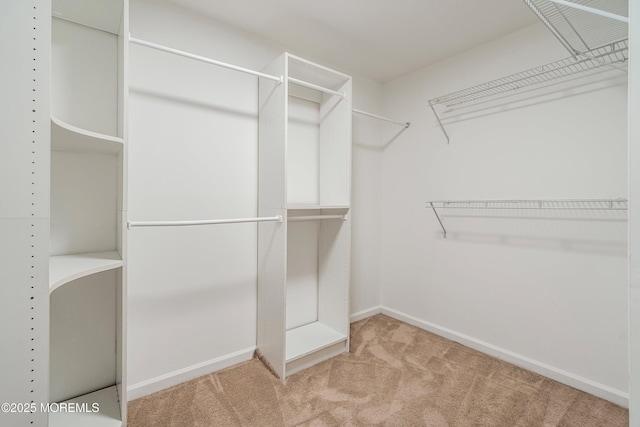 walk in closet with carpet floors