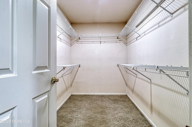 walk in closet with carpet floors