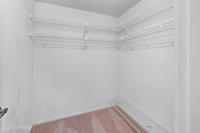 spacious closet featuring carpet