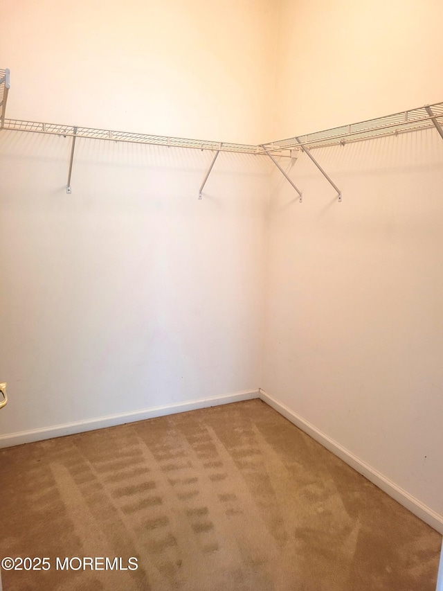 walk in closet with carpet flooring