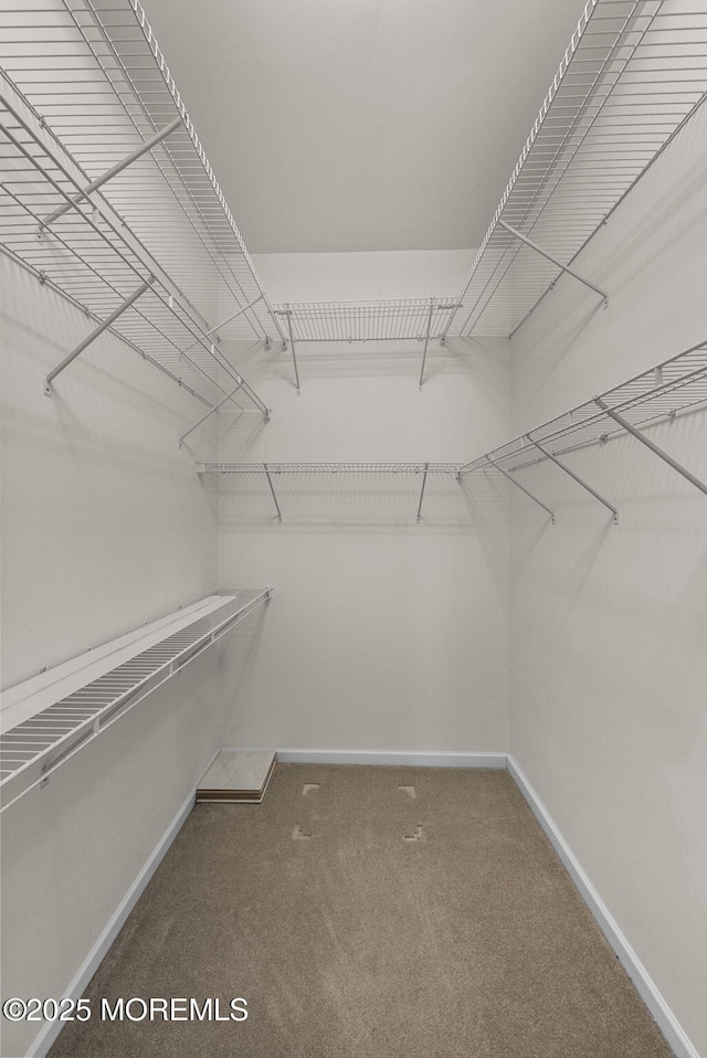 walk in closet featuring carpet flooring