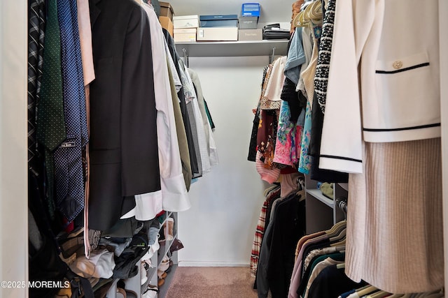 spacious closet featuring carpet flooring