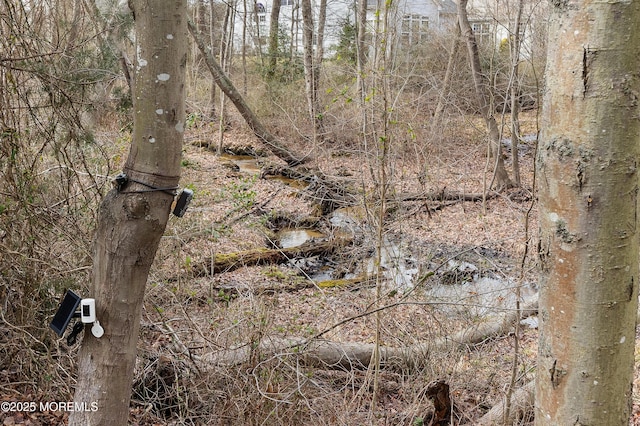 view of local wilderness