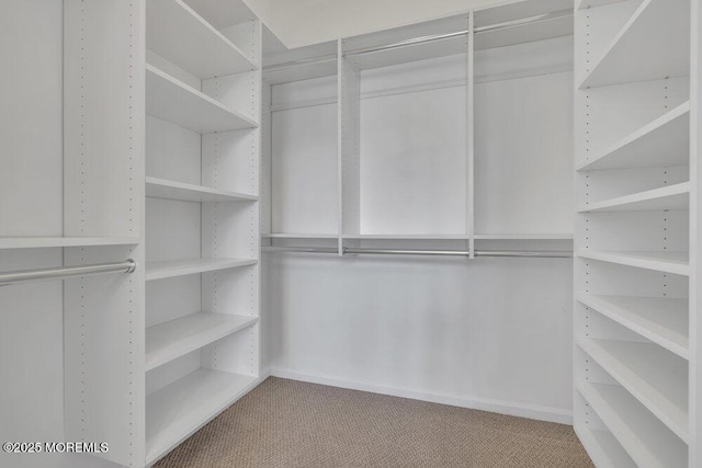 walk in closet featuring carpet