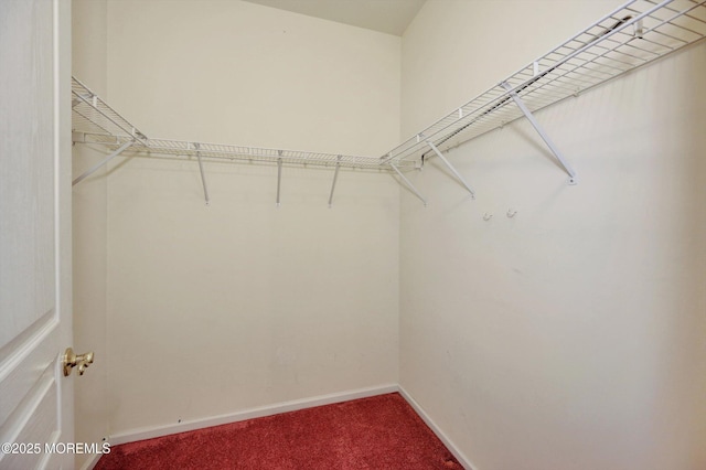 walk in closet with carpet