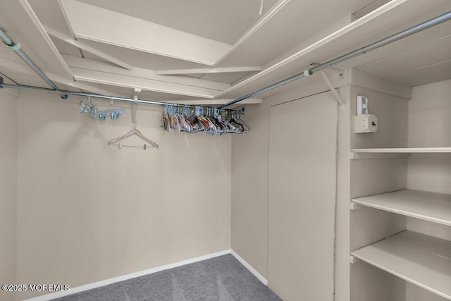 spacious closet featuring carpet