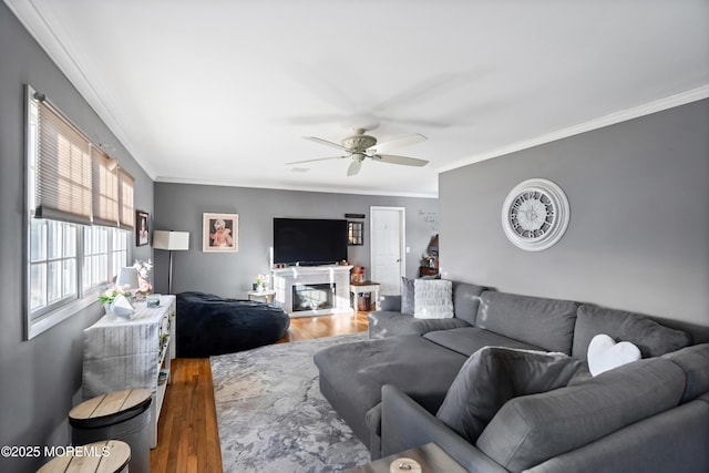 living room with ceiling fan, wood finished floors, and crown molding