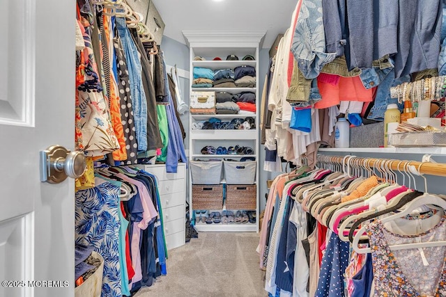 walk in closet featuring carpet floors