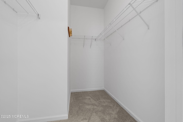 walk in closet with carpet flooring