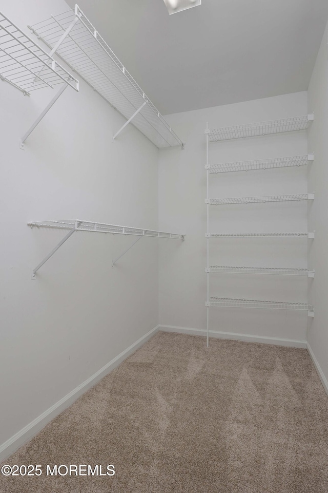 walk in closet with carpet floors