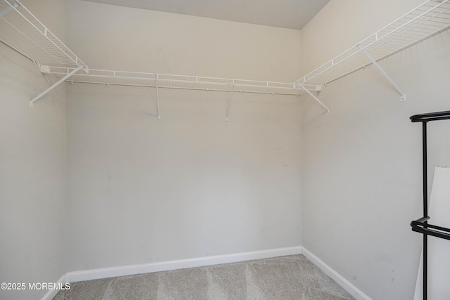 walk in closet featuring carpet floors