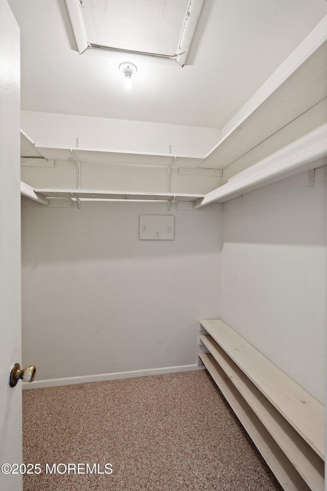 spacious closet featuring carpet